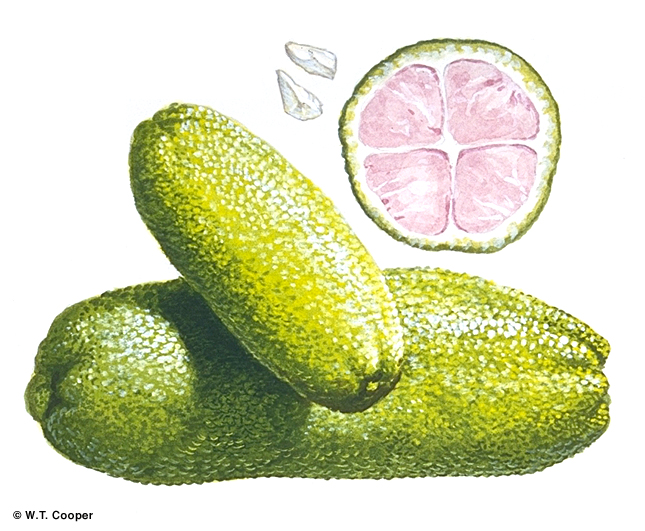 معرفی و راهنمای پرورش درختان میوه - سیتروس گارووای